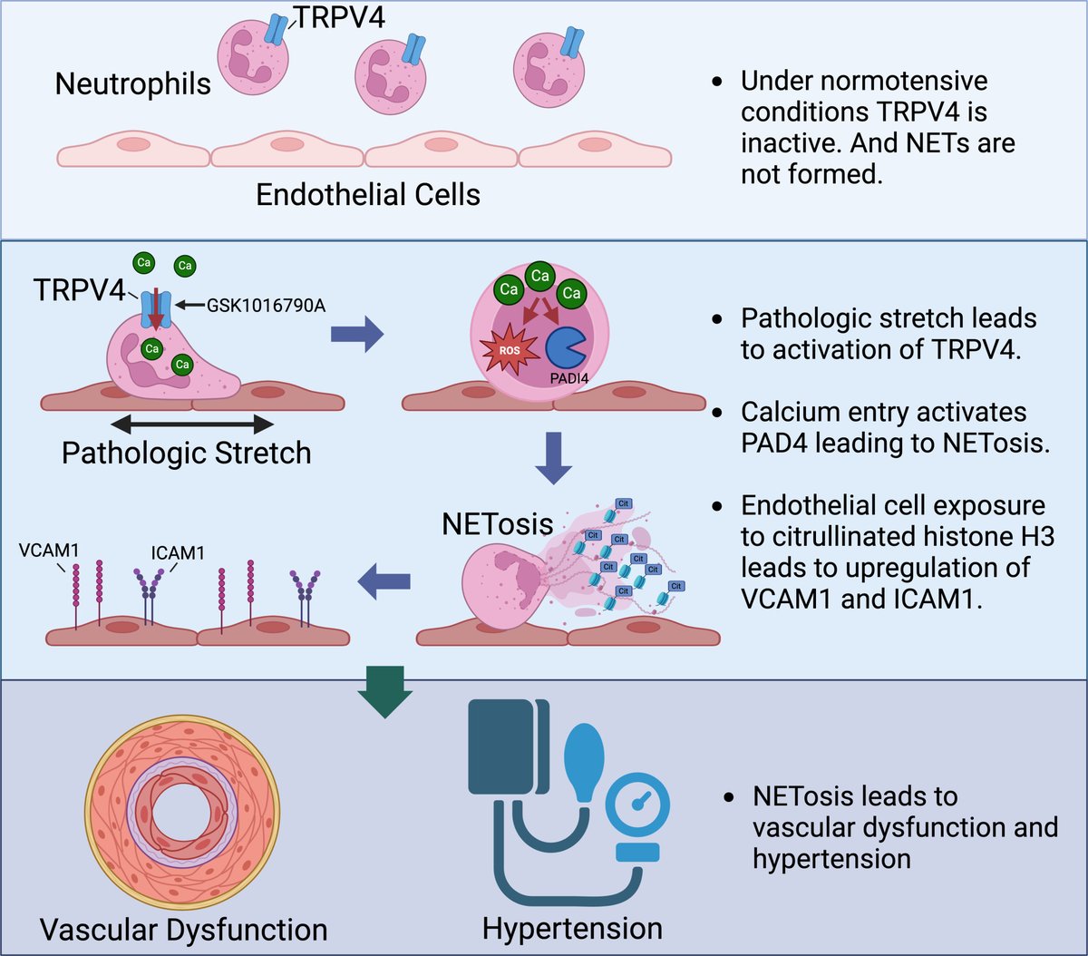 Circulation Research (@circres) on Twitter photo <a href="/DavidPatrickLab/">David M. Patrick M.D., Ph.D.</a> et al at @VUMCClinPharm, @VUMC_Heart, & <a href="/VAResearch/">VA Research</a> show that endothelial cell stretch & #TRPV4 drive #NETosis in hypertension. NETosis deficient mice have lower blood pressure. Find out how NETosis contributes to #hypertension at ahajrnls.org/3VoCWxW <a href="/DavidPatrickLab/">David M. Patrick M.D., Ph.D.</a> et al at @VUMCClinPharm, @VUMC_Heart, & <a href="/VAResearch/">VA Research</a> show that endothelial cell stretch & #TRPV4 drive #NETosis in hypertension. NETosis deficient mice have lower blood pressure. Find out how NETosis contributes to #hypertension at ahajrnls.org/3VoCWxW