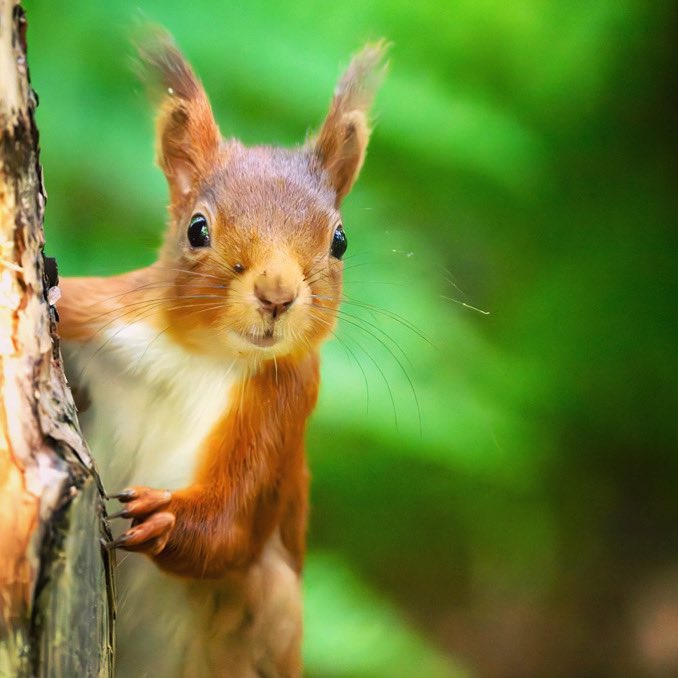 Go Wild Scotland tweet media