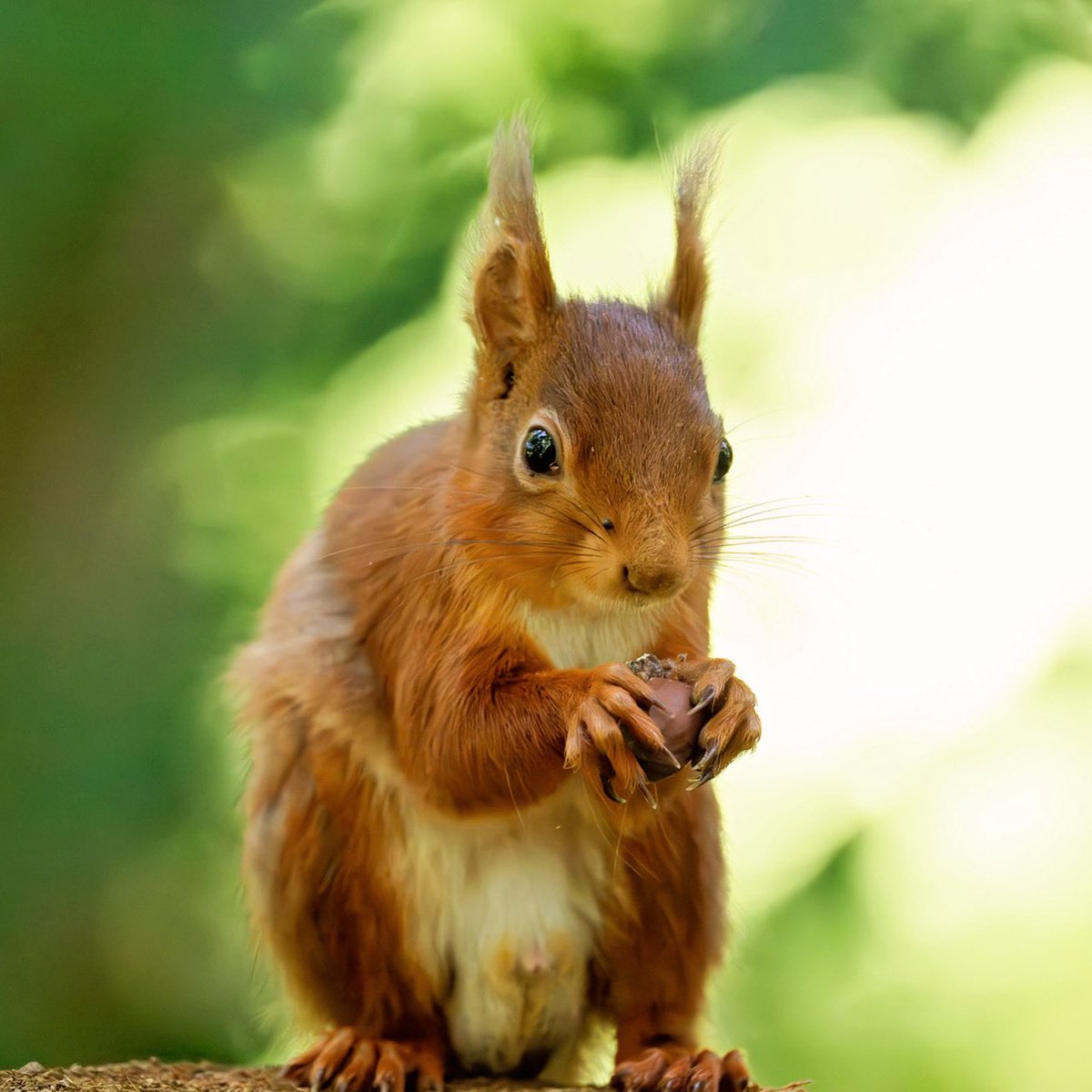 Go Wild Scotland tweet media