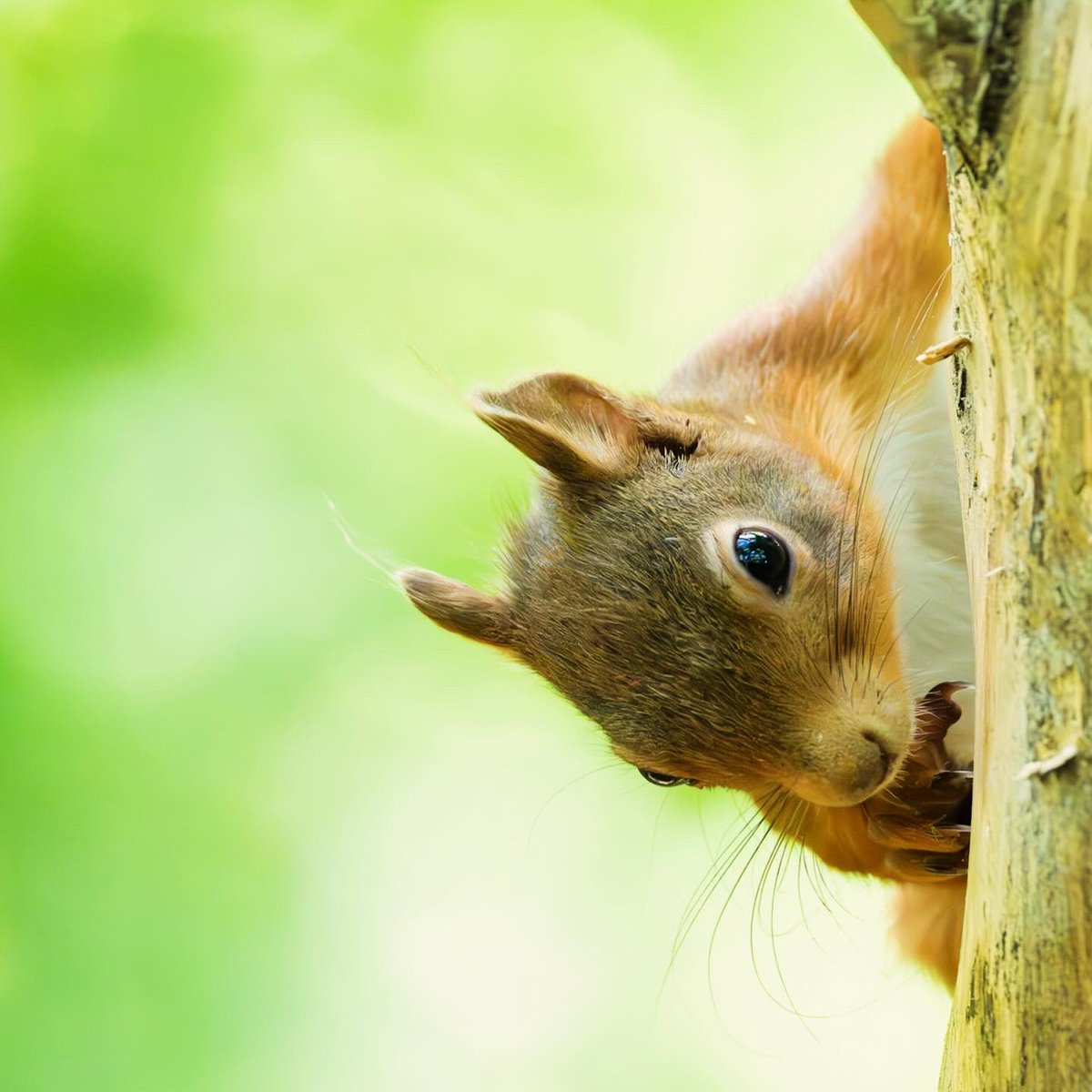 Red squirrel bonanza this afternoon in lovely light.
#redsquirrel #wildlifephotography #scottishborders