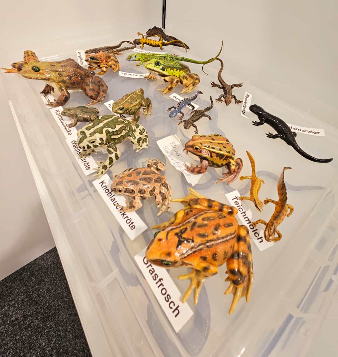 Leibniz_LIB's tweet photo. Letzte Vorbereitungen: uns bei der #WochederUmwelt am 4./ 5. Juni in Berlin, #SchlossBellvue an Ständen des @LeibnizBiodiv mit #BioMonitor4CAP, #projectPollination, #CaBOL, den #10MustKnows2024 am Standnr. 105, @FoerTax, @KennArt_arten & @GBOLIIIDarkTaxa Wir freuen uns auf Euch! https://t.co/jhcsgI7qeg