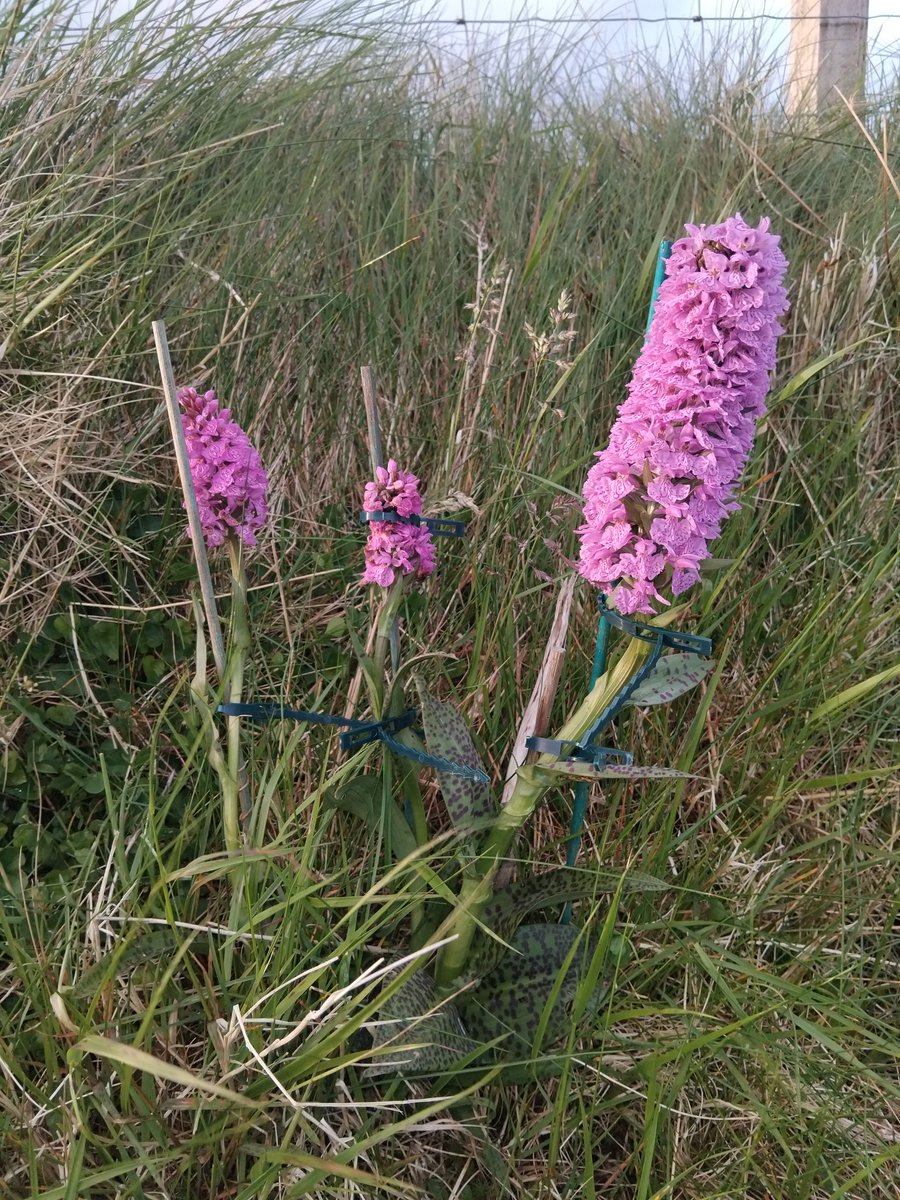 Rescue mission again, should have erected a windbreak for them 💨
