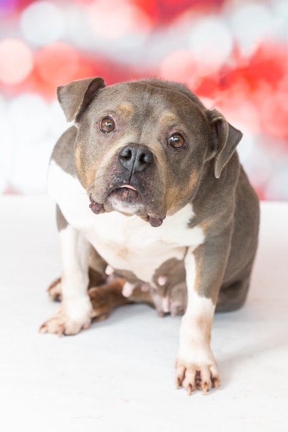 HappyHowiesInc's tweet photo. Meet Deary Lou, a cute 9yr +1mo old mixed breed! Let's help @MetroDetAnimals find her a furever home! https://t.co/0q5oB94lAS #adoptdontshop #dontshopadopt #famd https://t.co/SABqA7zXXC