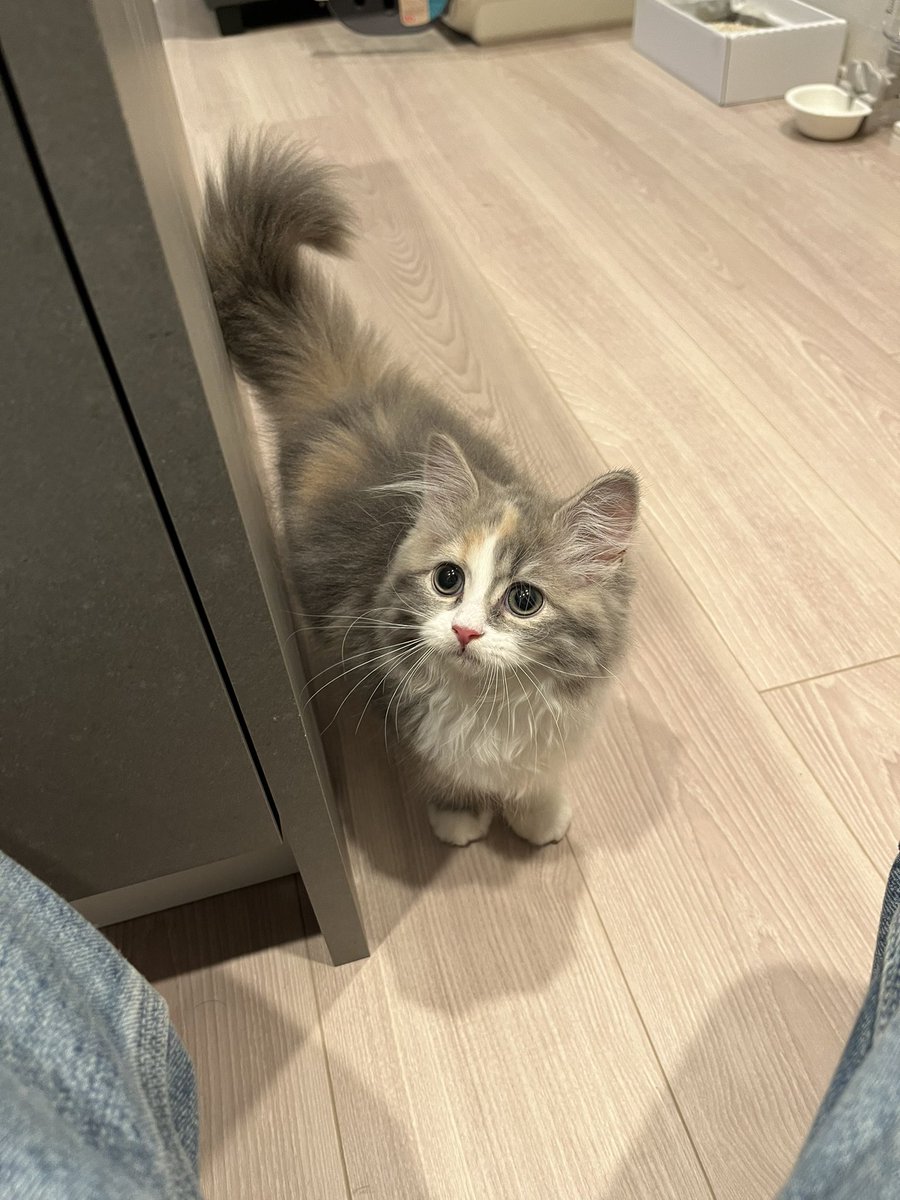 yatomaru_m's tweet photo. 🧶🐈🧡 https://t.co/PzZ0SqpOsI