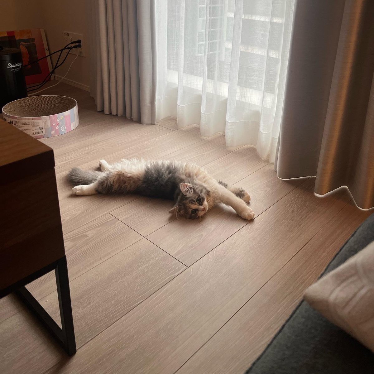 yatomaru_m's tweet photo. 🧶🐈🧡 https://t.co/PzZ0SqpOsI