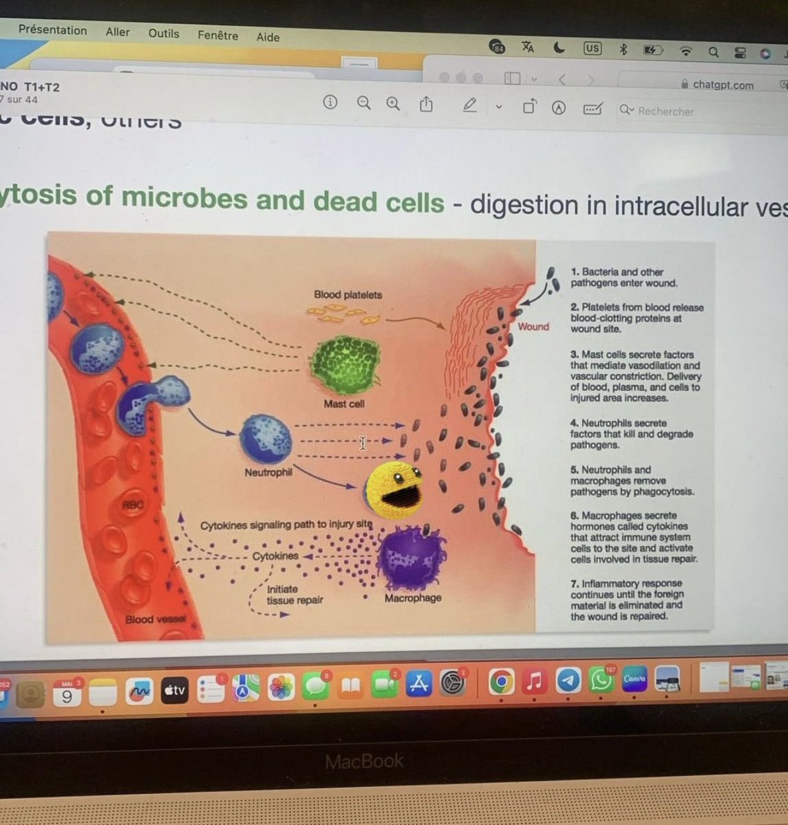 evachiche08's tweet photo. Pacmoon turned my brain 🤪, until in my classes I saw it .

@pacmoon_ haven't you been in our blood all this time ? 🩸🤔 https://t.co/bJAblrh13U