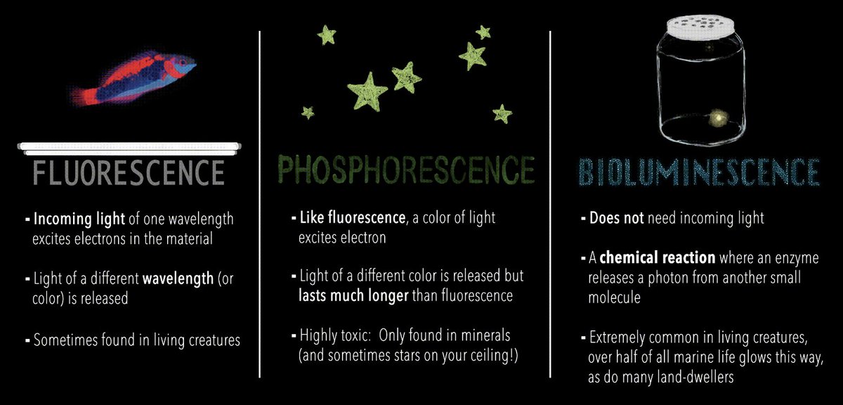 BiolumHub's tweet image. Thanks @NSF #NeuroNex for the highlight in the newsletter! Video and gif by Raisa Khan.

newsletters.neuronex.org/newsletters/ne…

#bioluminescence #fluorescence #phosphorescence