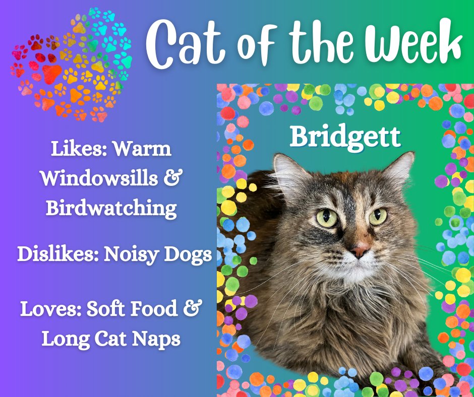 HSHP_Kansas's tweet photo. Meet our beauty queen👑 Bridgett! This girl turns heads everywhere she goes with striking golden eyes &amp; a long luscious torbie coat. #adoptablecat #adoptabletorbie #adoptdontshop #hshp #lonelyheartsclub #adoptacat #torbiecat https://t.co/HbFu5nvjoG