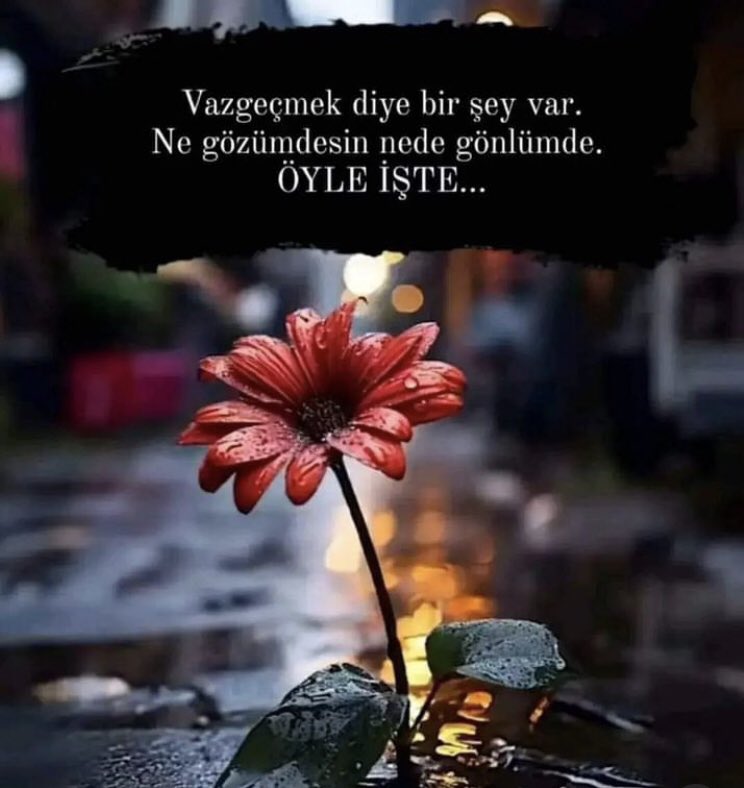 sibelce🪂 (@sibelllcee) on Twitter photo 