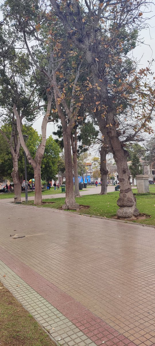 cmujica's tweet photo. Hola. El día Sábado iba caminando con mi hijo en brazos y cayó esa rama muy cerca de nosotros, por suerte no nos llegó. Se ve apolillada la rama, favor prevenir un accidente @LaSerenaOnline @vecinoslaserena @jacob_LaSerena #laserena #la_serena https://t.co/aRrlln5rR0