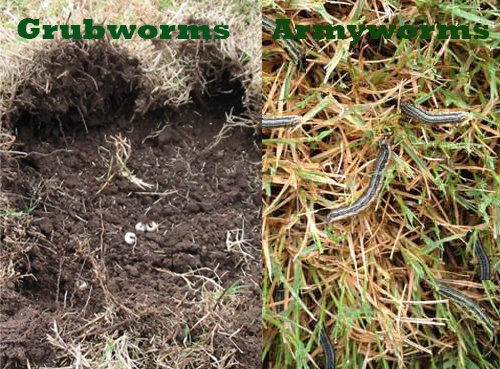 AgriLawn's tweet photo. 🌿 Protect Your Lawn with our NEW Grub &amp; Army Worm Preventative Application! 🌿
Don't let grub worms or army worms ruin your beautiful lawn this season. Early action is the key to maintaining a lush, healthy lawn all year round.
📞 Contact us today to get on the schedule. https://t.co/trMAlSBqkx