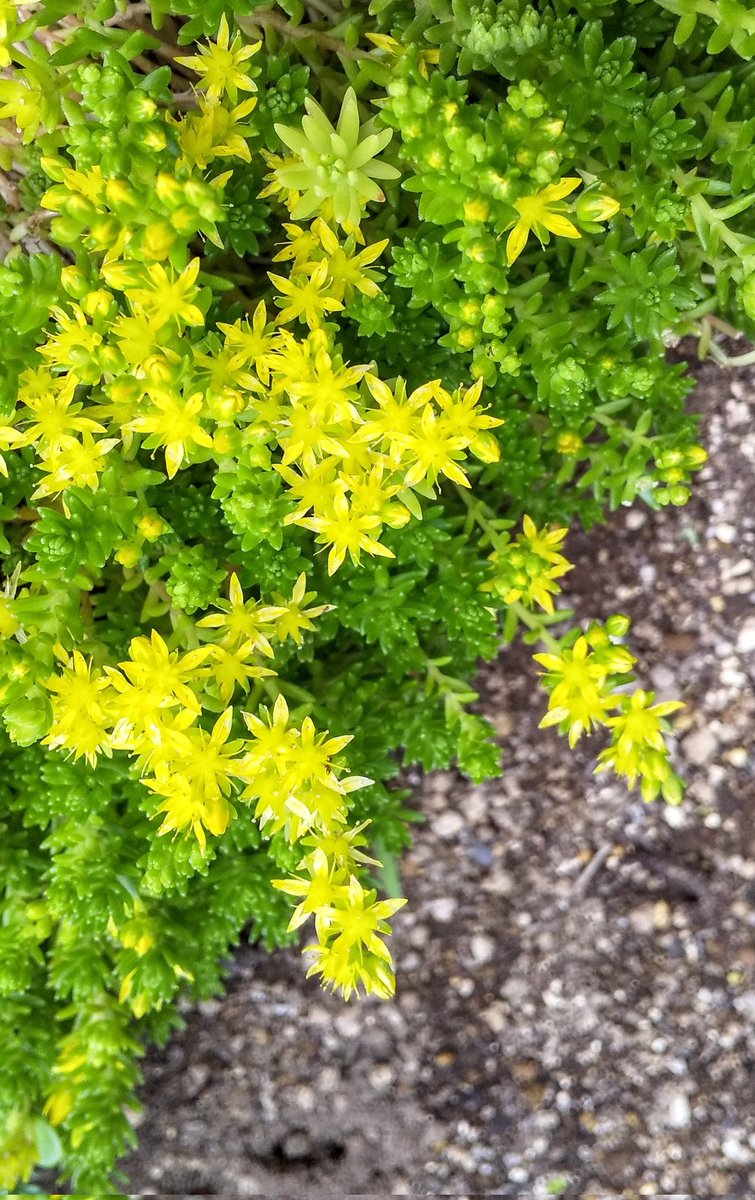 ayamiko91's tweet photo. #モリムラマンネングサ
#Morimura stonecrop

緑と黄色の組み合わせ
草の中のタンポポを思い出します

見上げると青い空が見えます
ひこうき雲が白くのびています

空高くどこへ行くの？
日本から飛び出すのでしょうか

時間を進めたり戻したりします
あなたの時間が進むのを待っています💖 https://t.co/rYI2V3hM8R