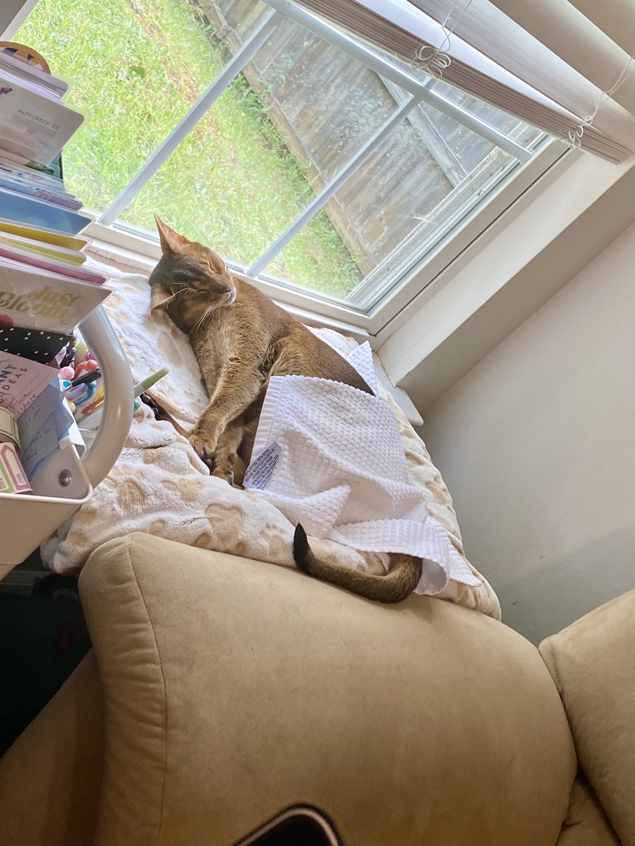 ClaireCre8tes's tweet image. 💚 #EmmaCat wishing everyone a peaceful day in the sun!!!

She’s enjoying a hot towel treatment fresh from the dryer lol 

#CatsofTwitterX