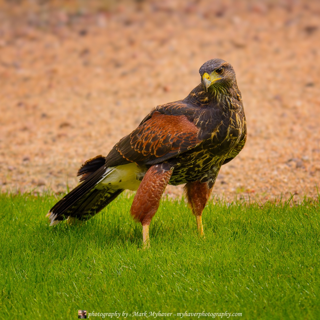 New Release: Harris Hawk 25487
Photography by Mark Myhaver 
myhaverphotography.pixels.com/featured/harri… 
#wildlife #harrishawk #birdofprey #myhaverphotography