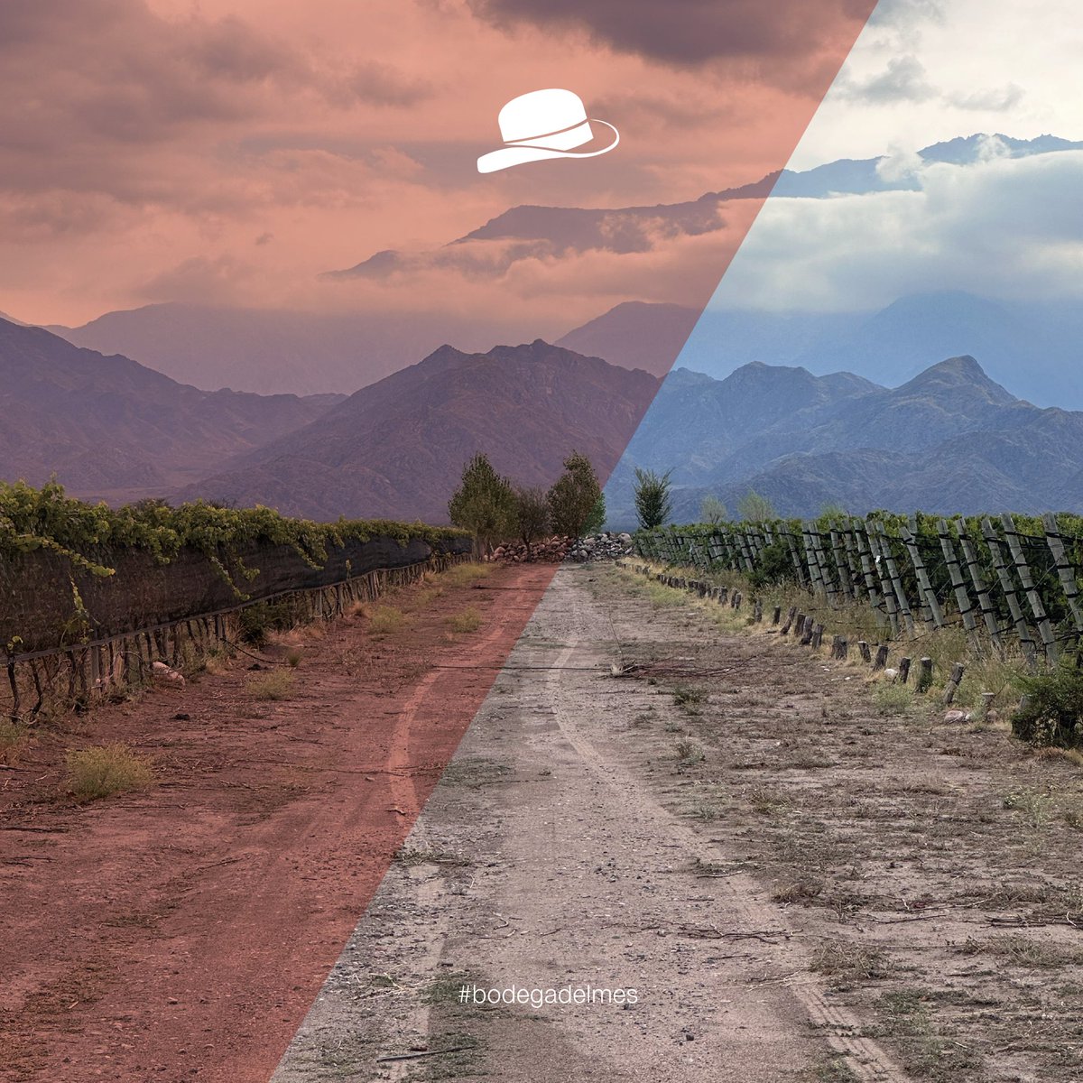 @wineMarchands tweet media