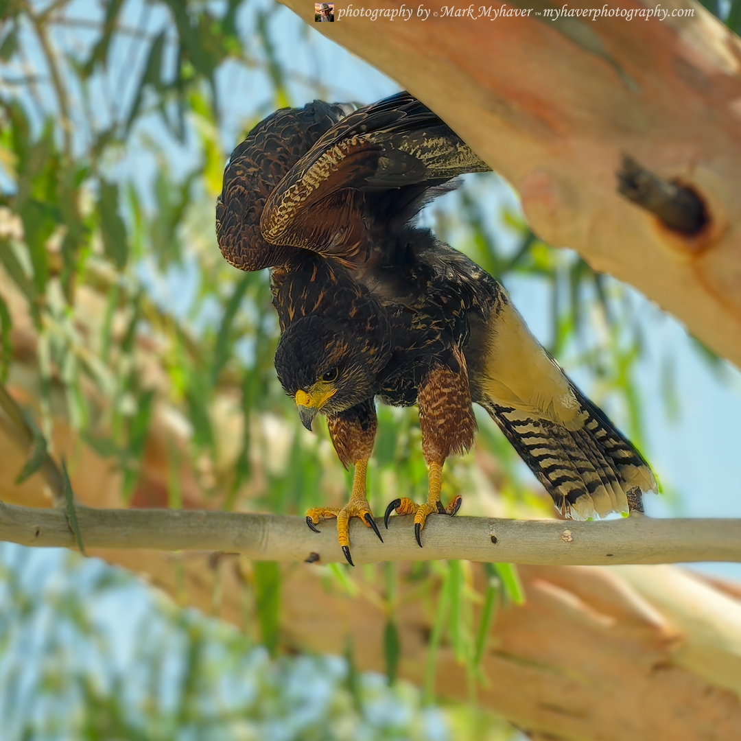 MarkMyhaver's tweet photo. New Release: Harris Hawk 25481
Photography by Mark Myhaver 
https://t.co/MWdR5kTMEA 
#hawks #birds #predatory #wildlife #myhaverphotography https://t.co/MA1VEJ328D