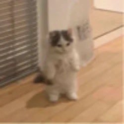 Michi for president https://t.co/pr0qkgW8oJ<a href="/tag/binancecampus"class="tags"><span>#binancecampus</span></a>