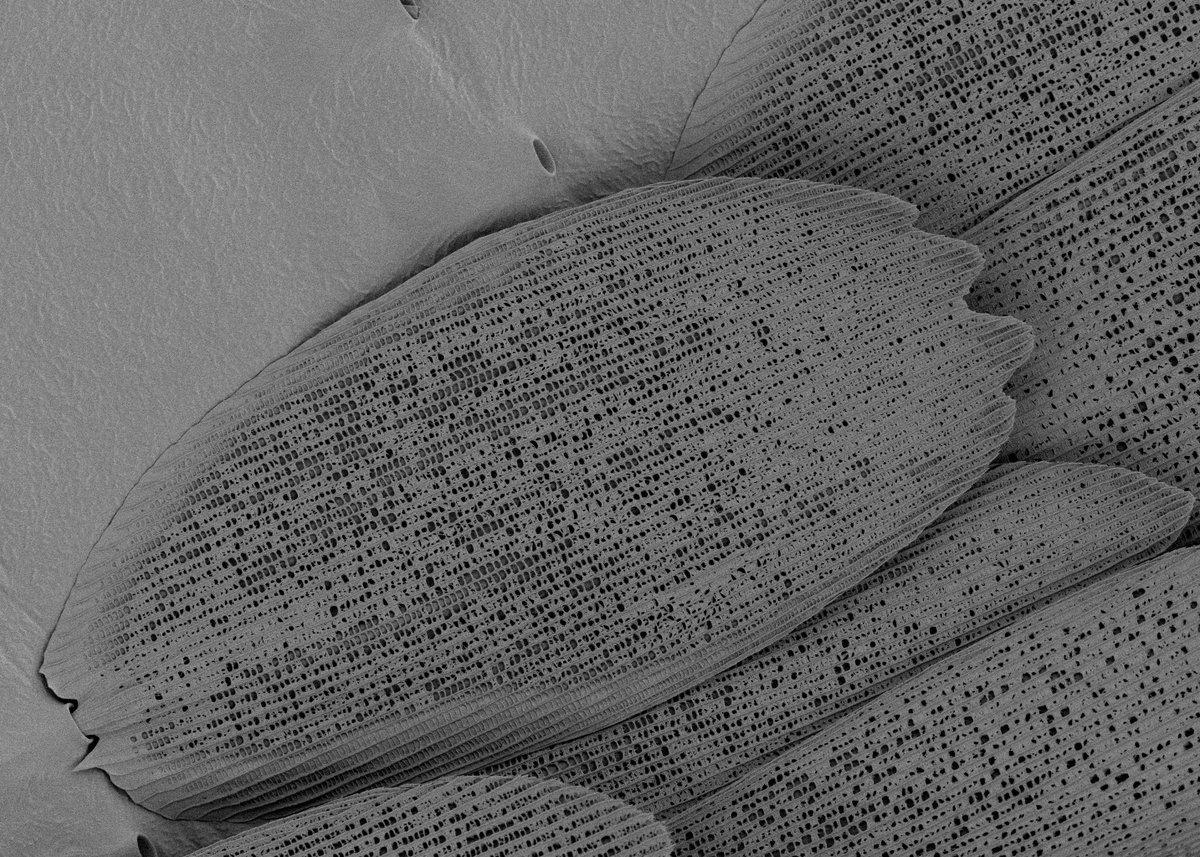 Lings_ll's tweet photo. New preprint alert from @lings_ll, @Hanliconius and @KyleDeMarr with the Martin, Wray and Patel labs. We are pleased to share our work outlining evidence for how lepidopteran scale cells are derived from sensory organ precursors (SOPs). https://t.co/pP9HH5icGT 1/ https://t.co/TE0GqRA54X