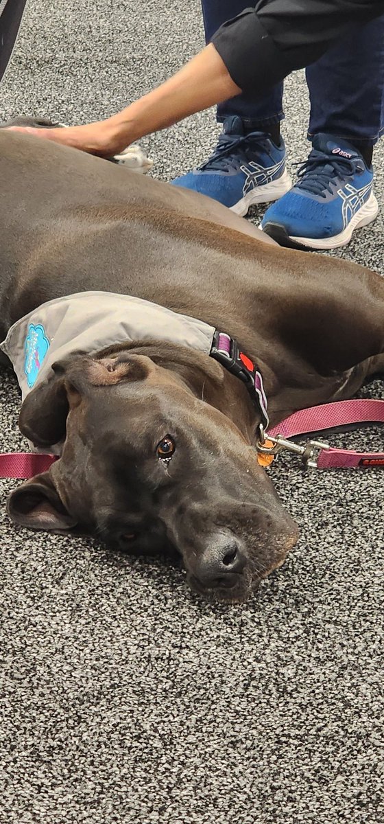 ScottEmpson's tweet image. LOVE ME!!!!!

#Ciscolive  #HealingHounds

#WorldOfSolutions