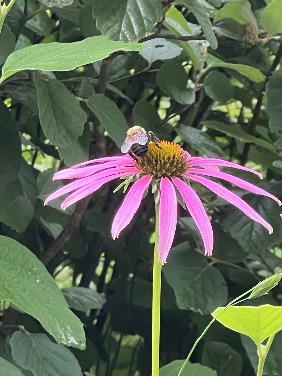 SethandKTsmom's tweet photo. Happy Monday from campus!! Smooth purple cone flower from the sustainable garden and a beautiful magnolia bloom...
Love my little section of The Clemson world...
#CAFLS
#AdmireFlowersHereCauseMyThumbIsTheOppositeOfGreen https://t.co/For2GIIha8