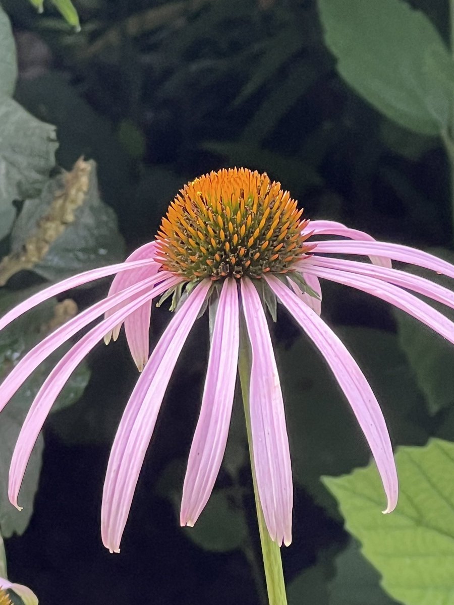 SethandKTsmom's tweet photo. Happy Monday from campus!! Smooth purple cone flower from the sustainable garden and a beautiful magnolia bloom...
Love my little section of The Clemson world...
#CAFLS
#AdmireFlowersHereCauseMyThumbIsTheOppositeOfGreen https://t.co/For2GIIha8