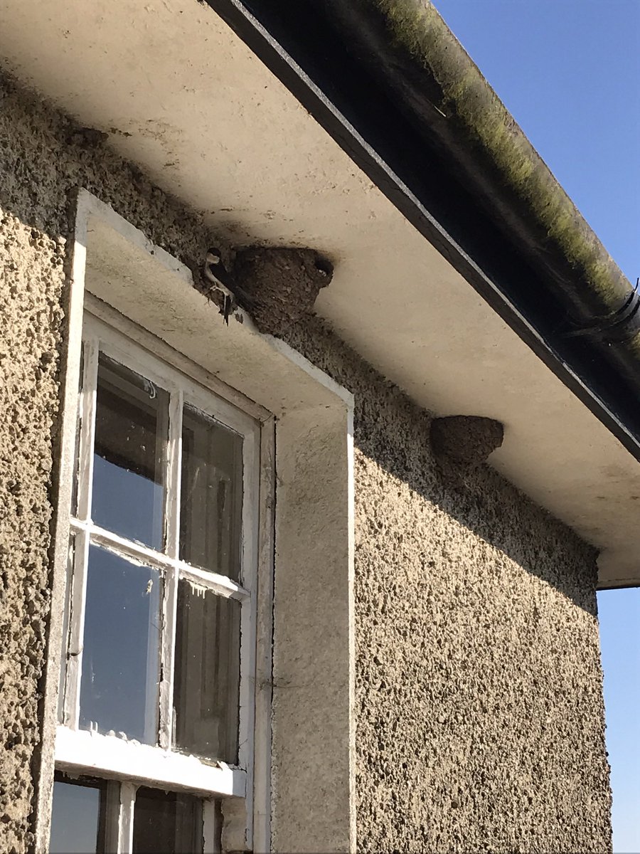 larkingaround's tweet photo. @BBCSpringwatch  I took these photos in Castletown Geoghegan in small village West Meath in Ireland every year they return to my cousins house and the nests were outside my Bedroom window https://t.co/SKdNGjddPI