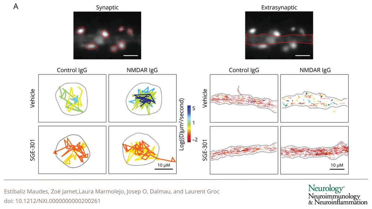 GreenJournal's tweet photo. Positive Allosteric Modulation of NMDARs Prevents the Altered Surface Dynamics Caused by Patients' Antibodies: https://t.co/CMnS0MMFta

#NeuroTwitter #Neurology https://t.co/e9wTQ4tt3G