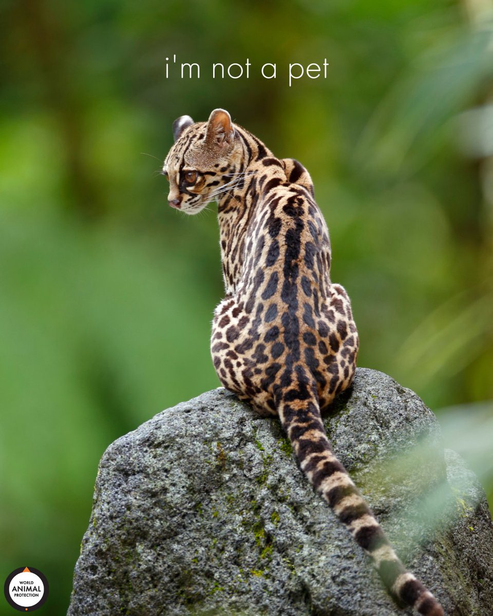 MoveTheWorldUS's tweet photo. Wild animals should never live in your homes. https://t.co/eRZVGRdBsC