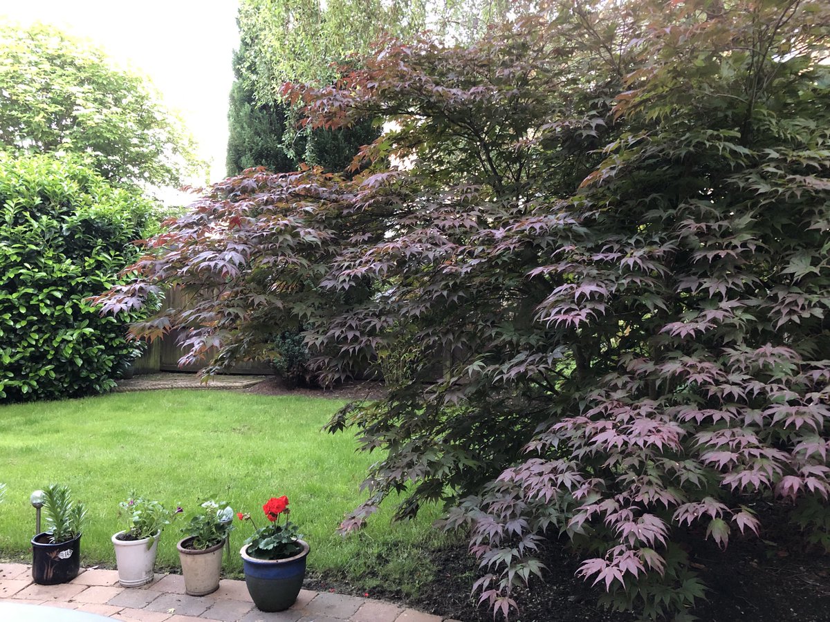 Don’t you love nature. My garden is full of birds, bees and the bats will arrive soon. #nature #birds #bats #acer