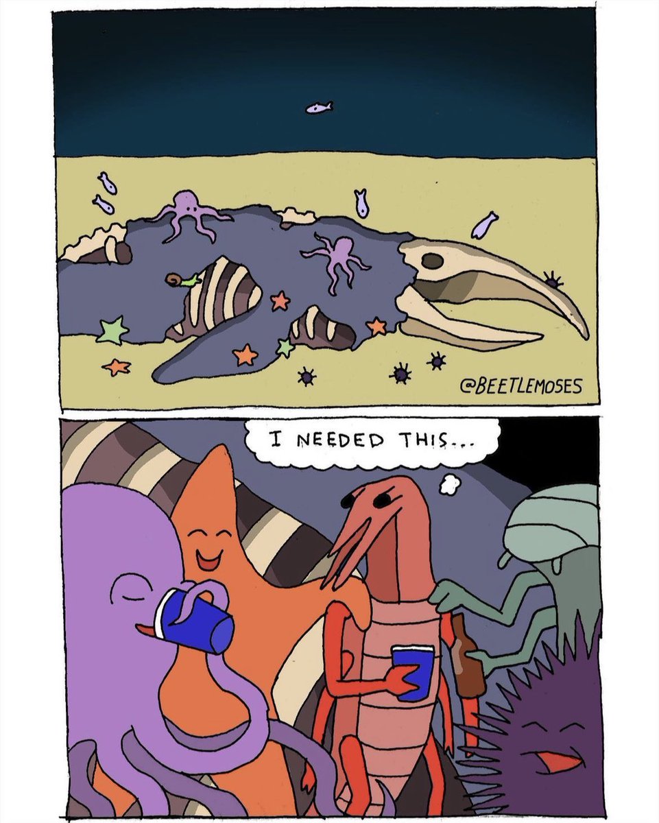 beetle moses tweet media