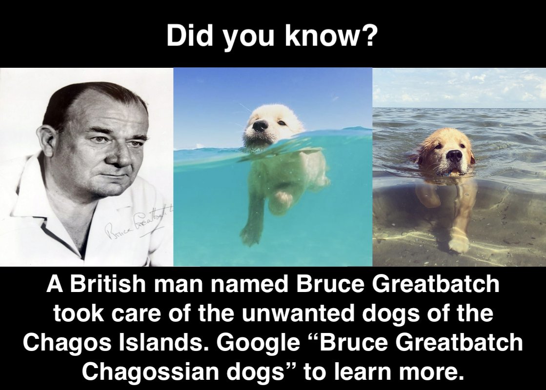 chagosmemes's tweet photo. Google "Bruce Greatbatch Chagossian dogs" https://t.co/COuOGTL0bH