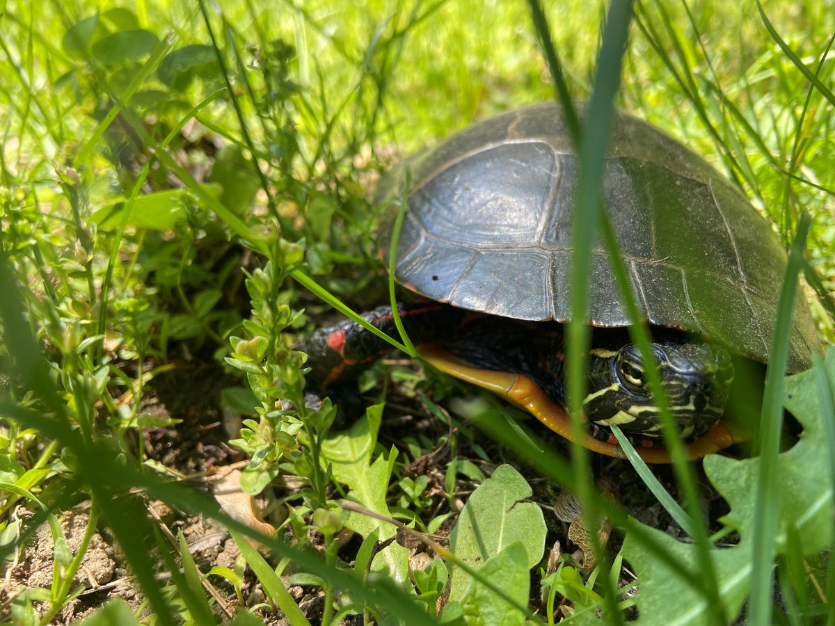 NHTreeFarm tweet media