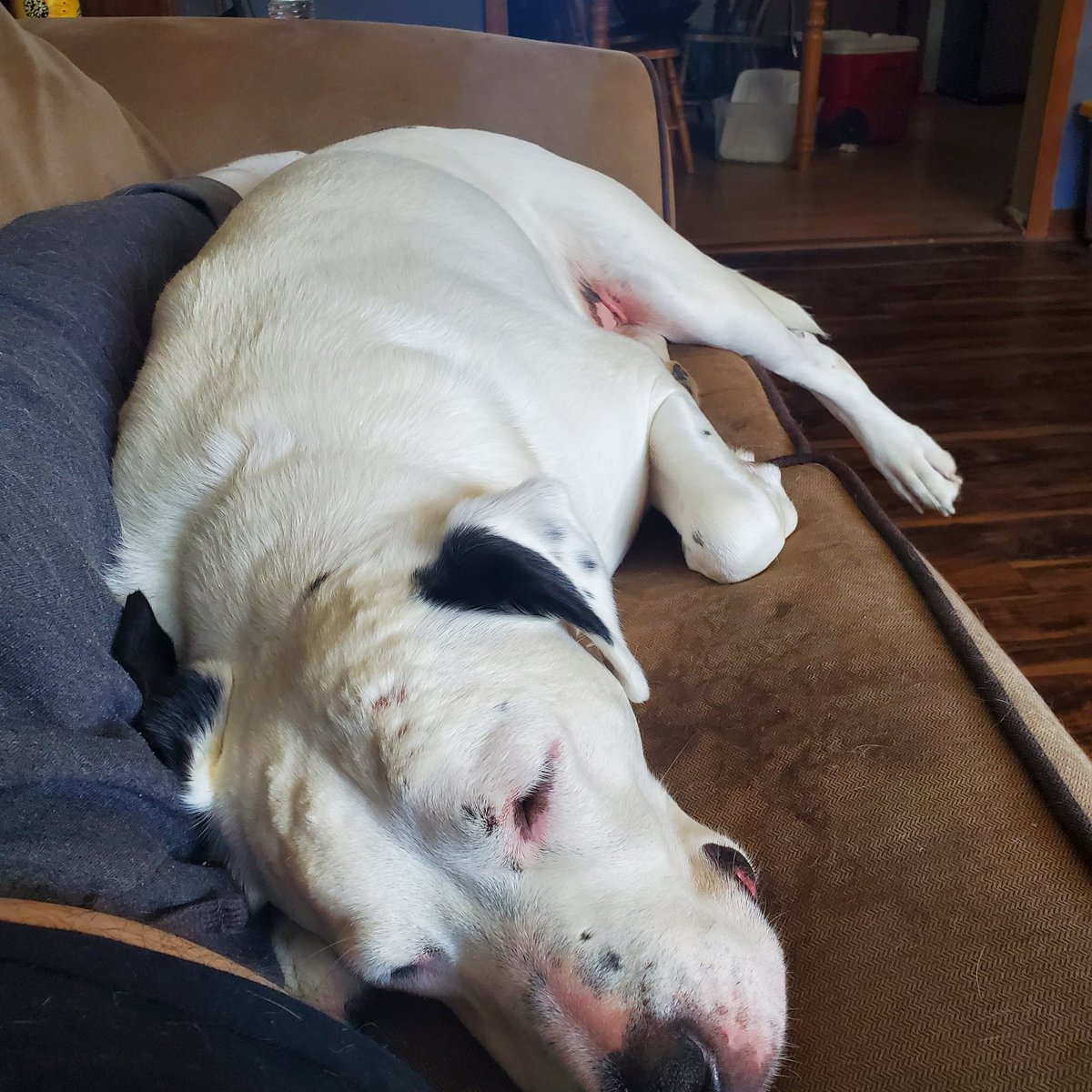 Shammyren's tweet photo. RIP Zeus

Ypu were the best dog. It's only been 8 years since you came into our lives, and I'll miss you dearly. You were so loving and playful, and I know you'll be playing with Dallas, Tiger and Shadow on the other side. 
It's so hard to say good bye https://t.co/i2bcQ6yKVq