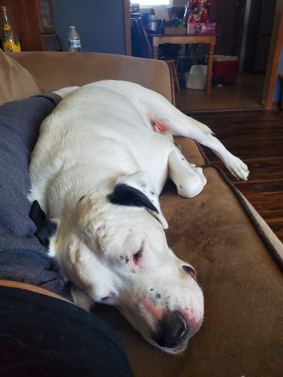 Shammyren's tweet photo. RIP Zeus

Ypu were the best dog. It's only been 8 years since you came into our lives, and I'll miss you dearly. You were so loving and playful, and I know you'll be playing with Dallas, Tiger and Shadow on the other side. 
It's so hard to say good bye https://t.co/i2bcQ6yKVq