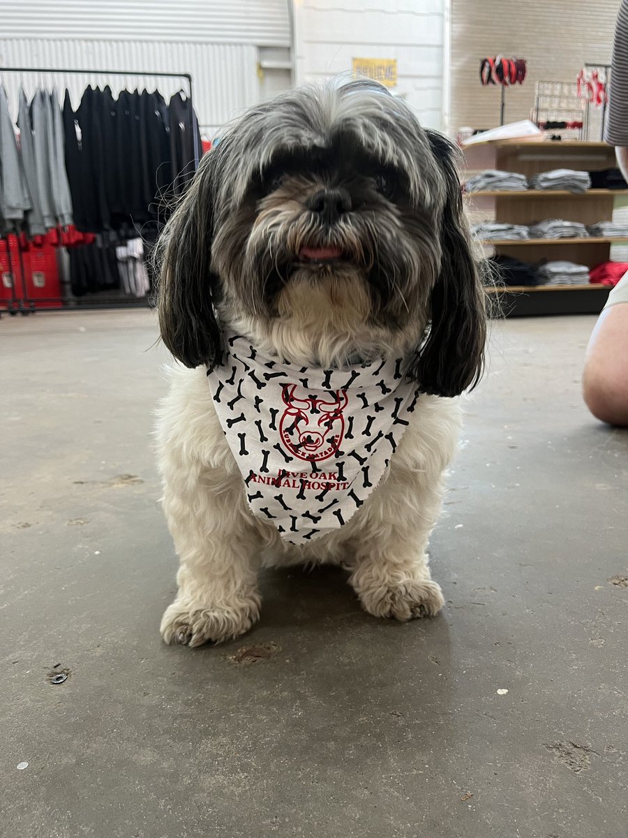 LubbockMatadors's tweet photo. Thanks to Live Oak Animal, we got to outfit our office dog with a new bandana! 🐶 https://t.co/6Ey4uzCmJq