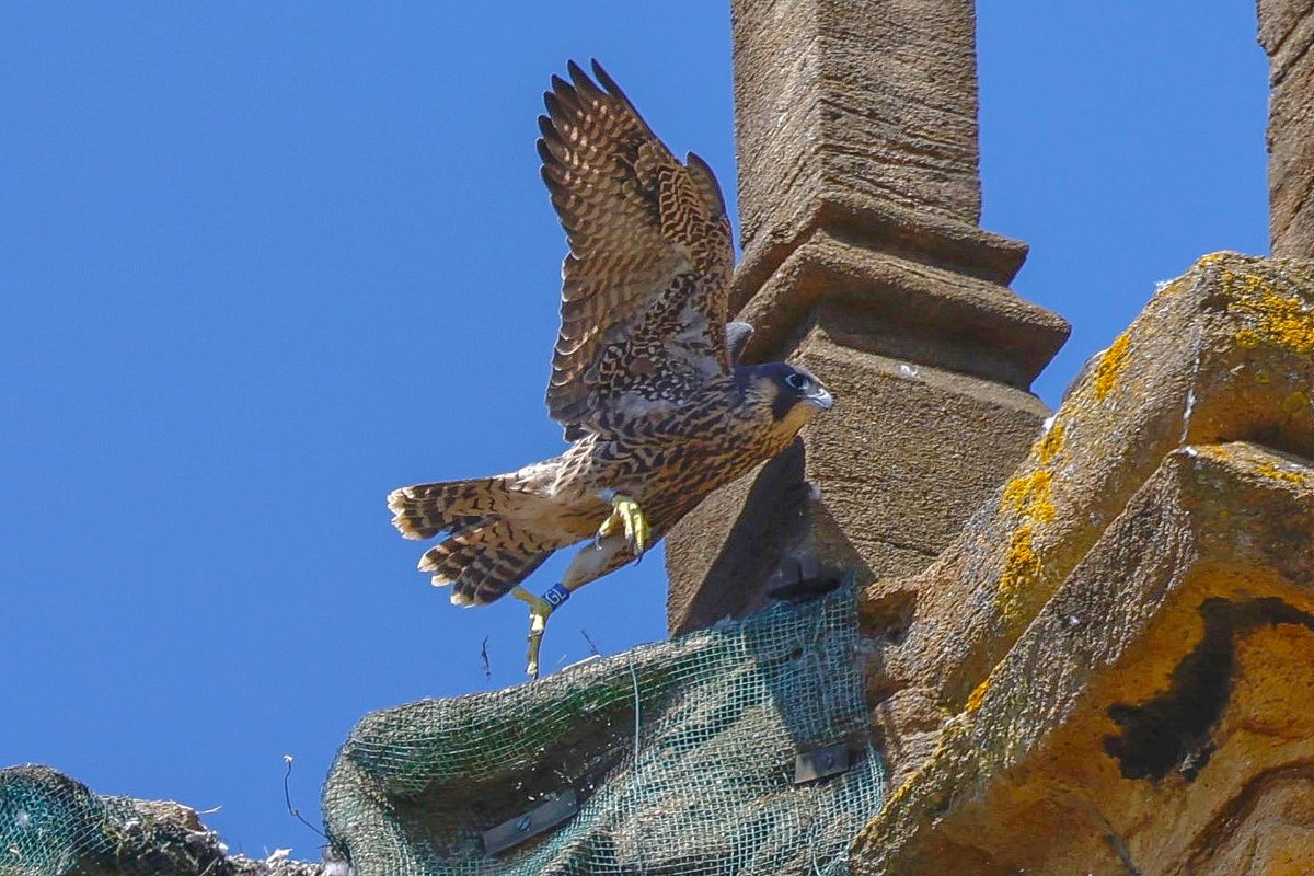 lencollard's tweet photo. The juveniles peregrines stretching their wings. These birds are doing very well on the Minster in Taunton @TauntonPeregri   @BBCSpringwatch @TauntonMinster https://t.co/wtwEPpDlUN
