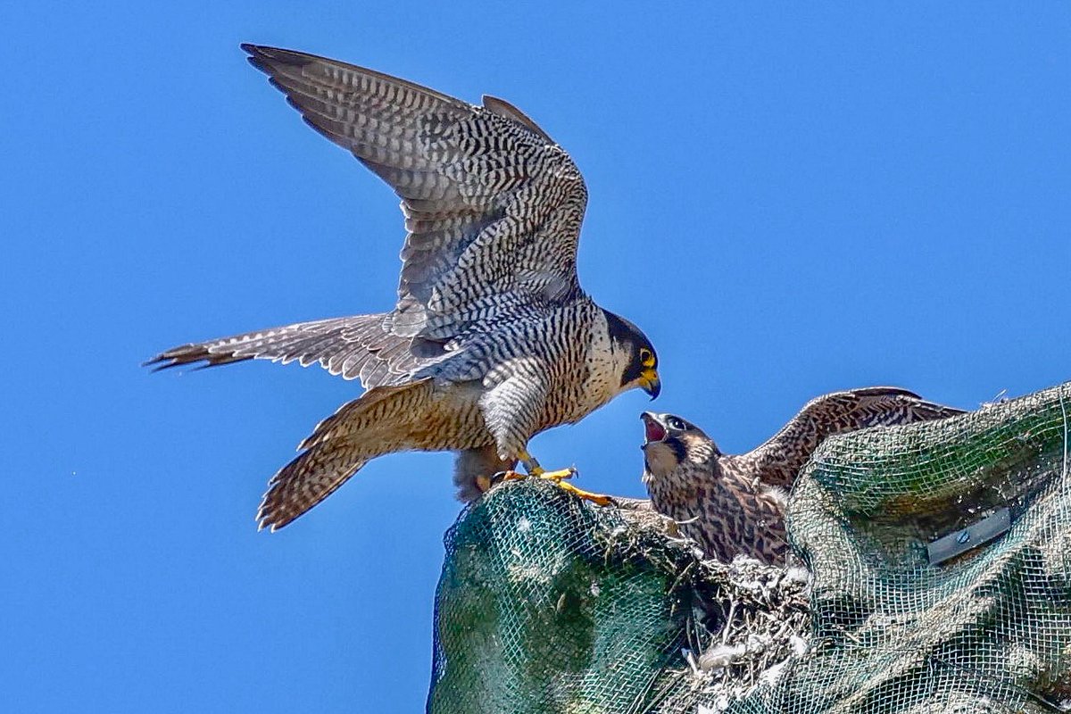 lencollard's tweet photo. The juveniles peregrines stretching their wings. These birds are doing very well on the Minster in Taunton @TauntonPeregri   @BBCSpringwatch @TauntonMinster https://t.co/wtwEPpDlUN