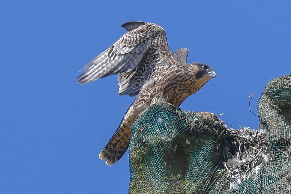 lencollard's tweet photo. The juveniles peregrines stretching their wings. These birds are doing very well on the Minster in Taunton @TauntonPeregri   @BBCSpringwatch @TauntonMinster https://t.co/wtwEPpDlUN