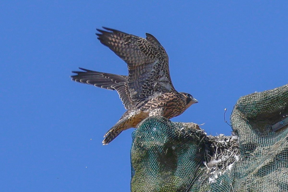 lencollard's tweet photo. The juveniles peregrines stretching their wings. These birds are doing very well on the Minster in Taunton @TauntonPeregri   @BBCSpringwatch @TauntonMinster https://t.co/wtwEPpDlUN