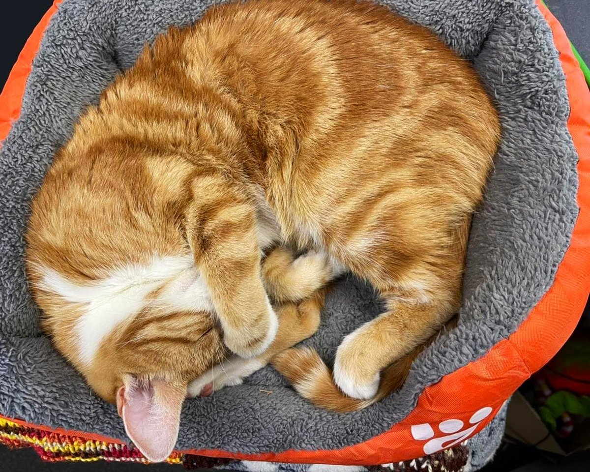 TheStourbridge's tweet photo. Night night sweet dreamies 

The most beautiful thing you can do for someone is to help them find the positives in their lives, and the way to do that is by finding the positives in yours.

#cats #cats #Cat #CatsOnTwitter #CatsOfTwitter https://t.co/obFCLFGVLG