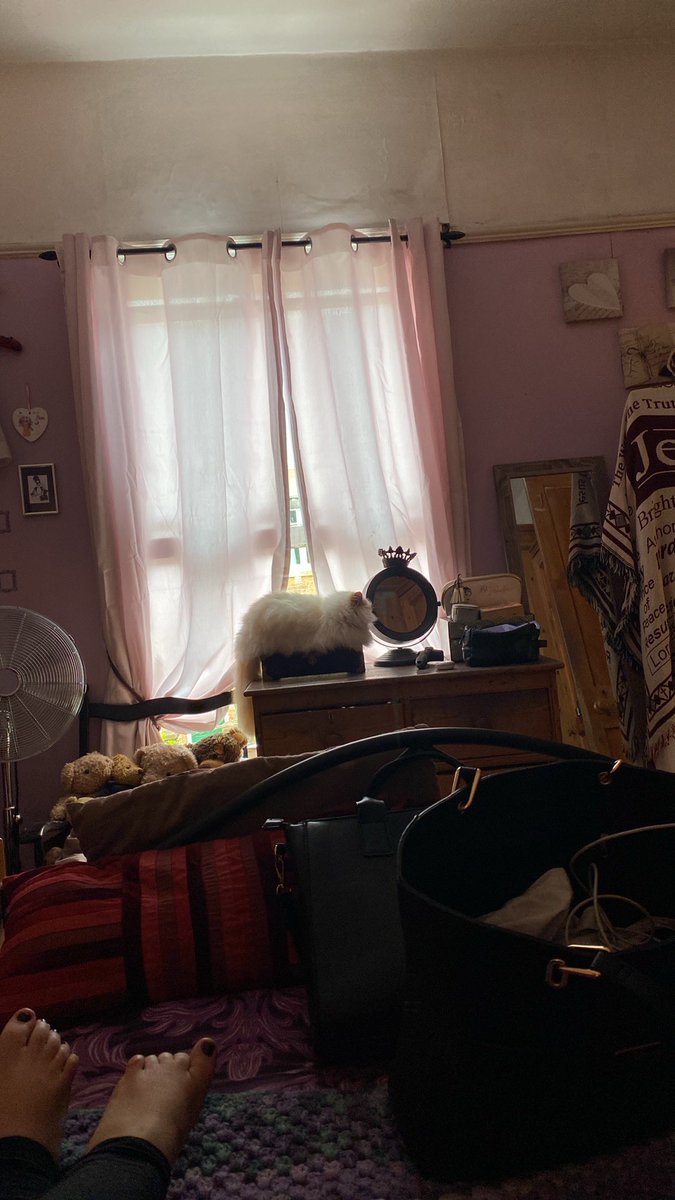 KarenAutism's tweet photo. @PaulaMc007 Here are just a few when I got home!😹😹😻😻 https://t.co/duJ1oSXUH7