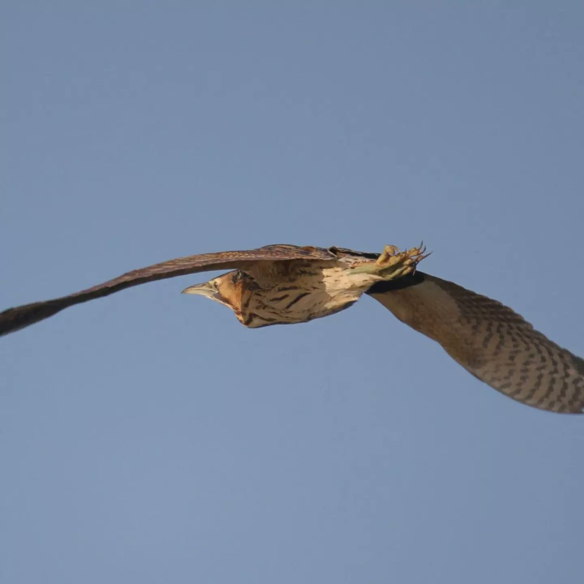 #springwatch beautiful pictures and beautiful weather today at St Aidans <a href="/rspb/">rspb</a>