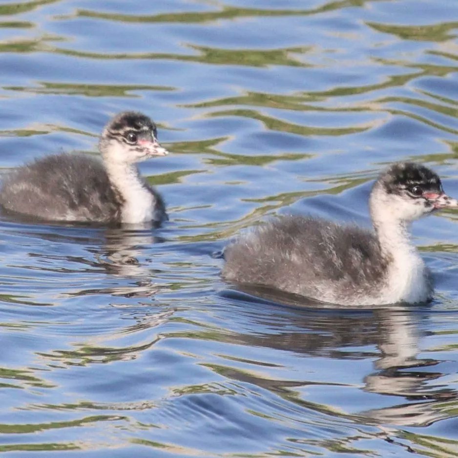 ResearchHumSocSci tweet media