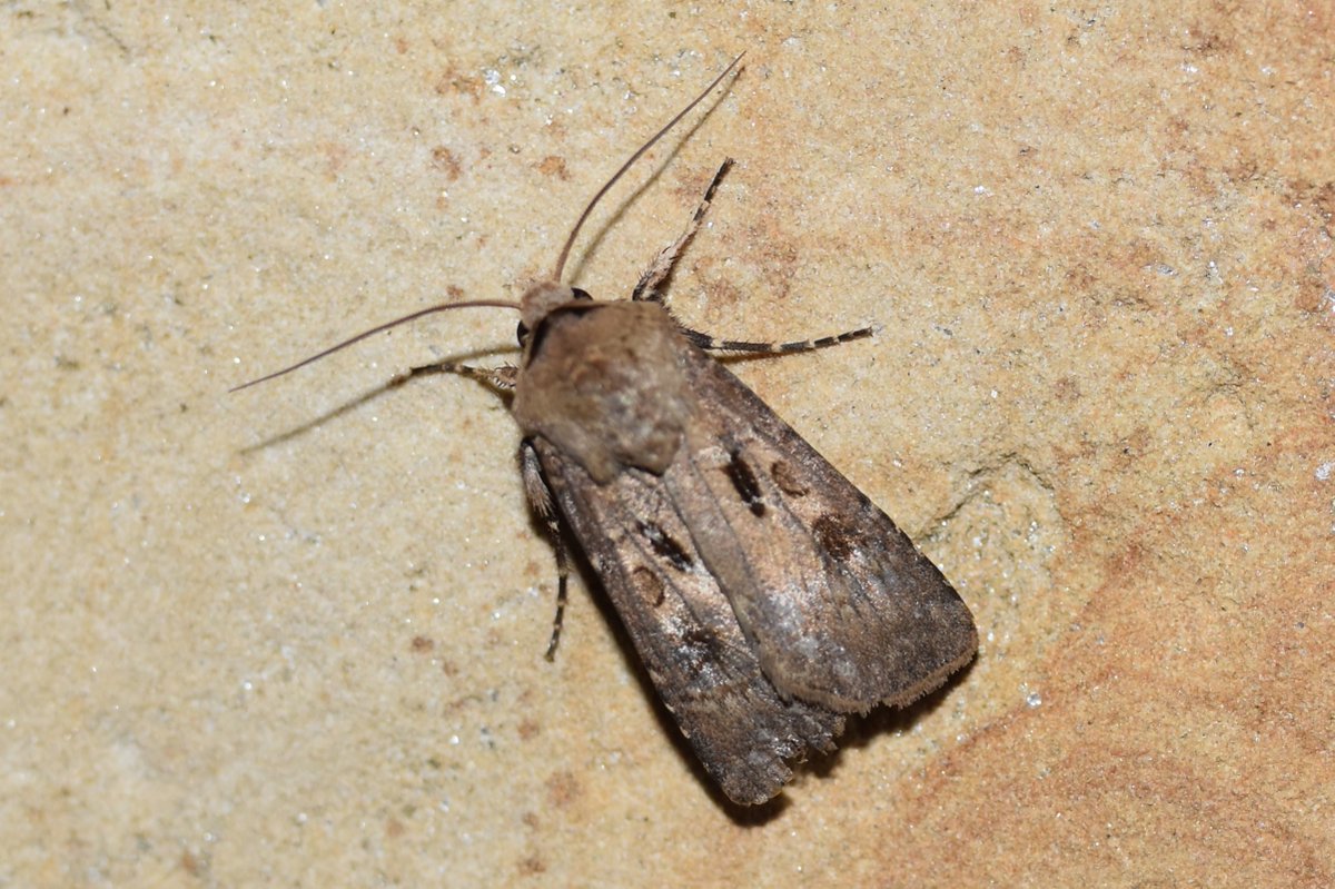 Heart & Dart - Agrotis exclamationis. #teammoth #MothsMatter