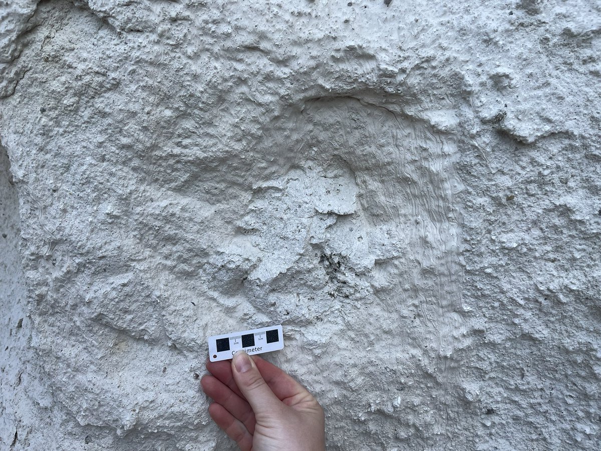 adelanyaying's tweet photo. Today’s pumice hunting in Kos Plateau Tuff. https://t.co/lP5vEFRKtE