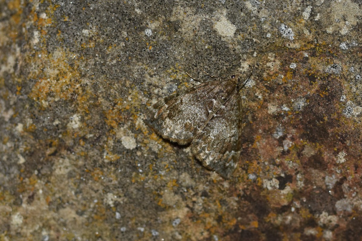 Spot the Common Marbled Carpet - Dysstroma truncata. Don't know why it was called Spot..... #teammoth #MothsMatter