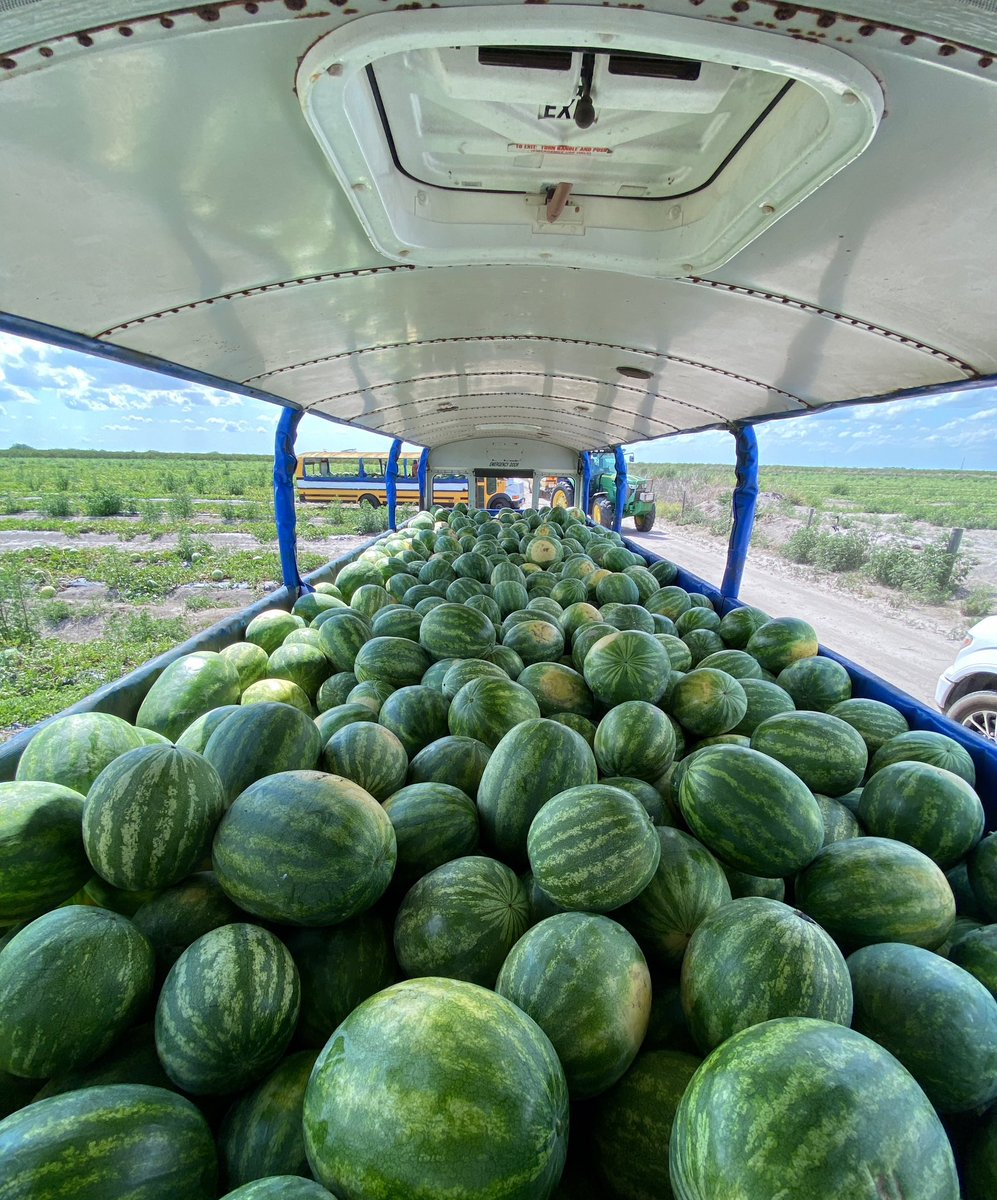 RossChastain's tweet photo. Wrapping up Florida watermelon harvest season! Get your @freshfromFL watermelons at grocery stores now to cool off on these hot summer days! #FreshFromFL https://t.co/WGQjIKFAvj