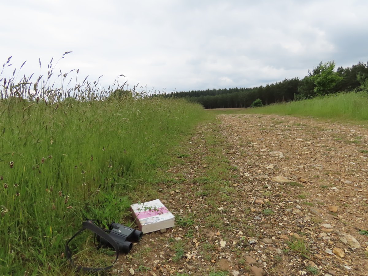Knotted (left) and Clustered Clover growing side by side in The Brecks today. Good practise!