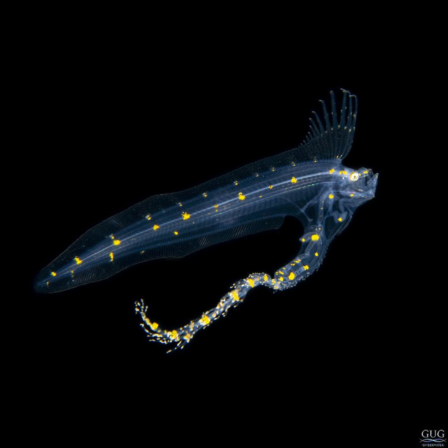 GugUnderwater's tweet photo. King of the dangly-guts!
During May’s Aliens Collection marathon, I shot three individual #Lamprogrammus brunswigi cusk eels.
#lamprogrammusbrunswegi #cuskeel #blackwater #blackwaterdiving #blackwaterphotography #scuba #scubadiving #underwater #gugunderwater #chrisgug #gug https://t.co/RLt5x4vk5H