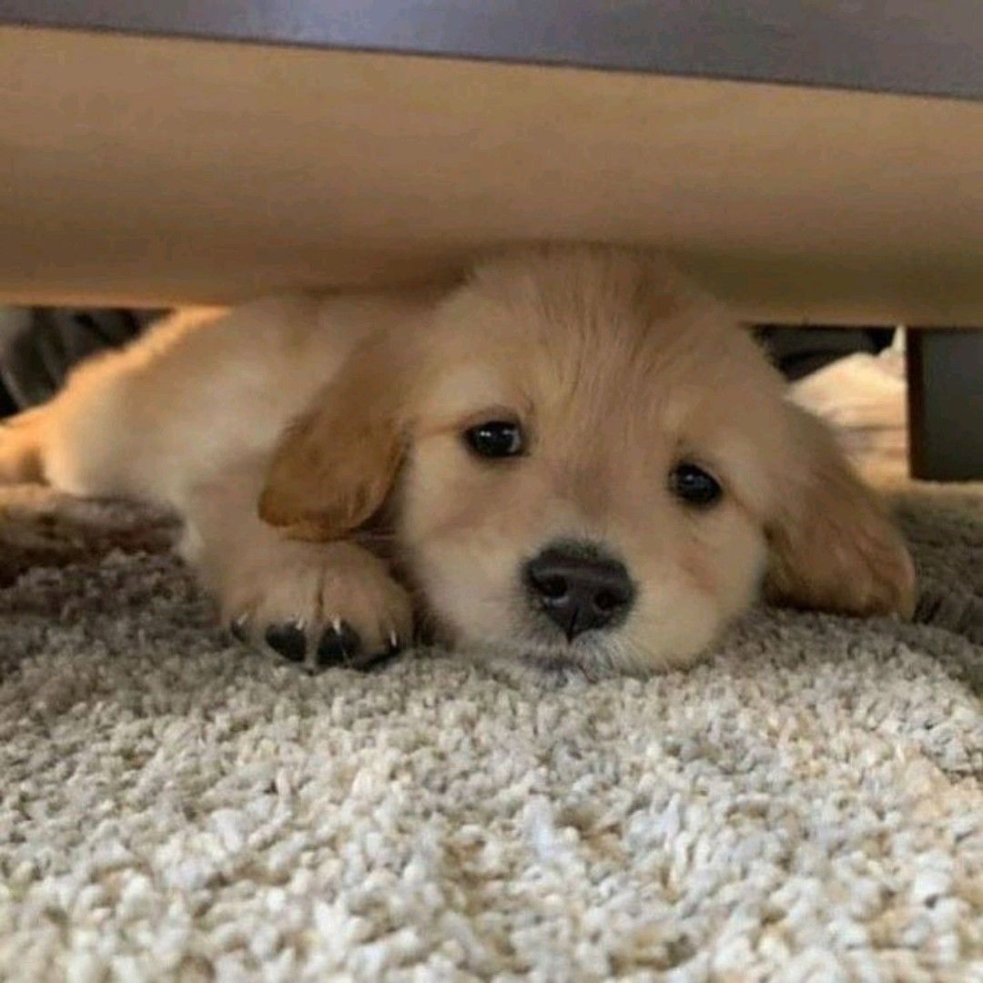 Animal Lover (@animal_fanlover) on Twitter photo 